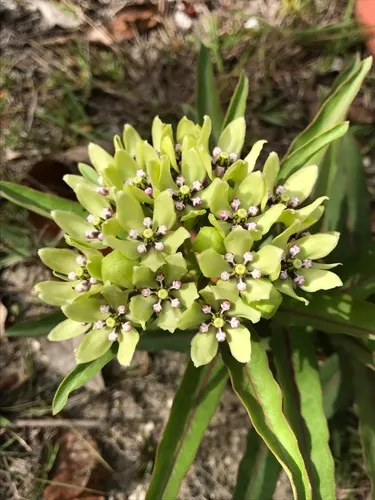 Green Antelopehorn