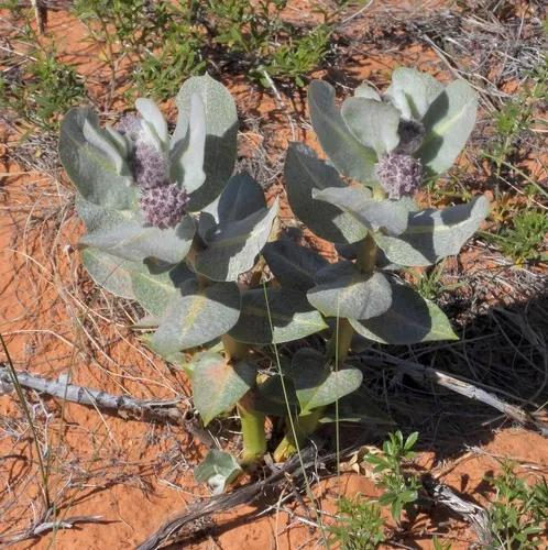 Welsh's Milkweed — photo by Laura Gaudette