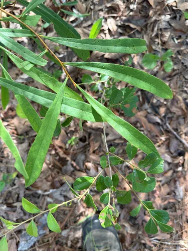 Slimleaf Pawpaw