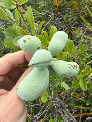 Bigflower Pawpaw