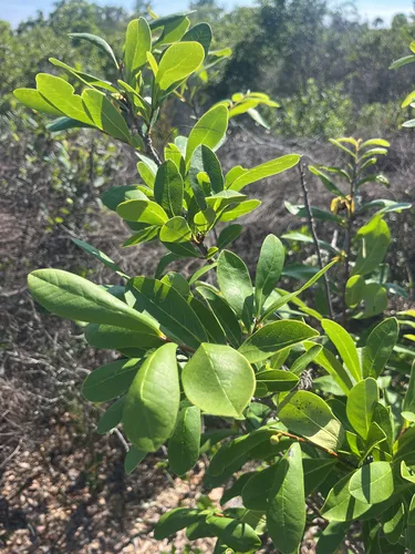 Fourpetal Pawpaw