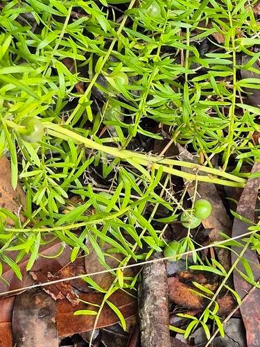 Sprenger's Asparagus Fern