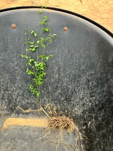 African Asparagus Fern