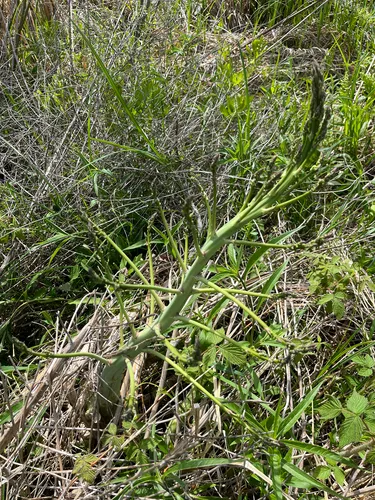 Garden Asparagus