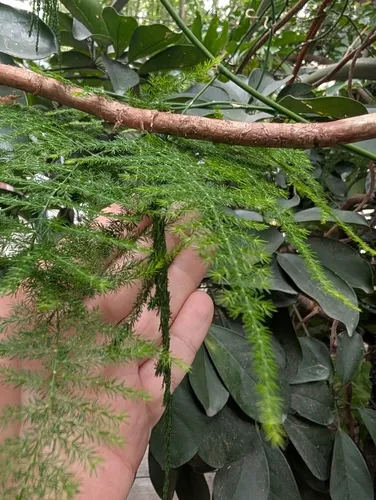 Common Asparagus Fern