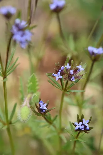 Blue Woodruff