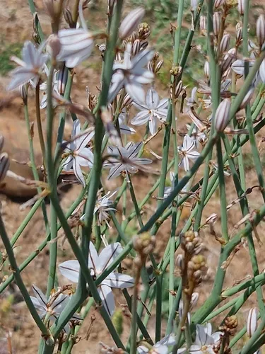 Onionweed — photo by Tom Kirschey