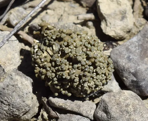 Aspicilia fruticulosa