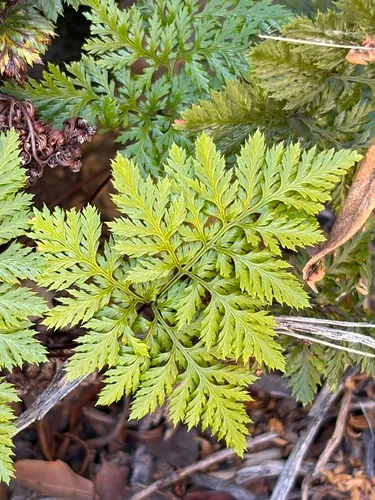 California Lacefern