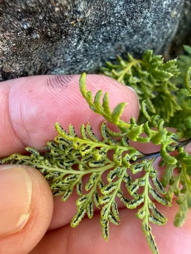 Tufted Lacefern