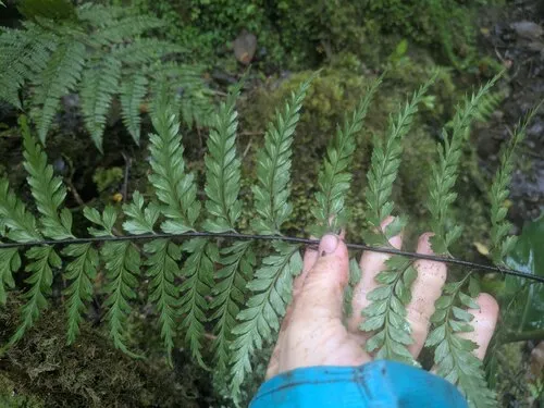 Tapertip Spleenwort — photo by Kevin Faccenda