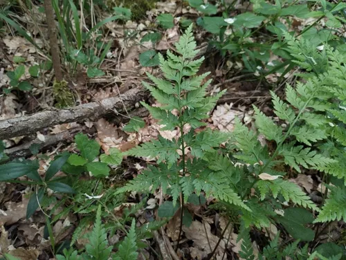 Black Spleenwort