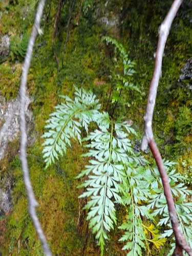 Egyptian Spleenwort — photo by Em Lamond