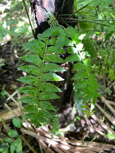 Treetrunk Spleenwort — photo by Steve Maldonado Silvestrini