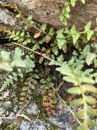 Bradley's Spleenwort