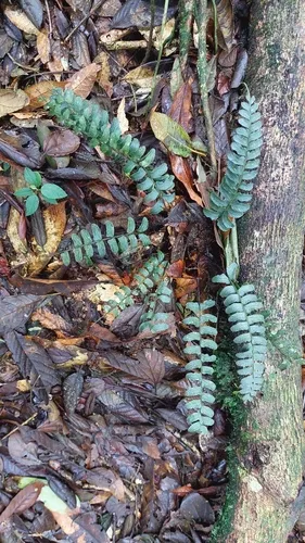 Chestnut Scale Spleenwort — photo by Ana Maria Benavides
