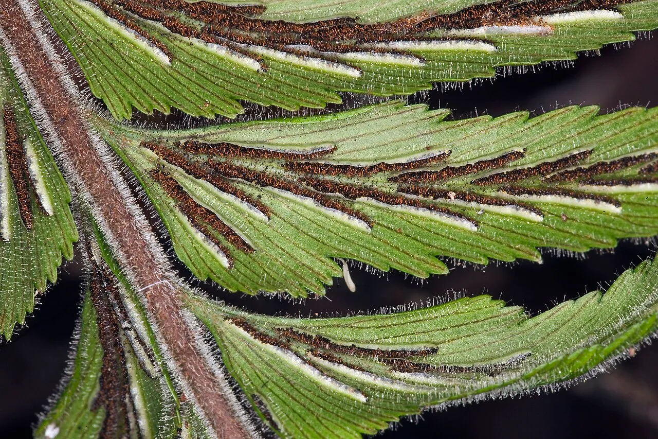 Forest Spleenwort (var. hirtulum) — photo by John Game