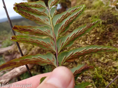 Forest Spleenwort — photo by Hubert Szczygieł