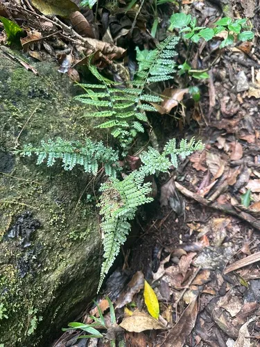 Parsley Spleenwort — photo by twk68