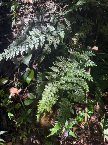 Wedgeleaf Spleenwort — photo by Omar Monzon Carmona