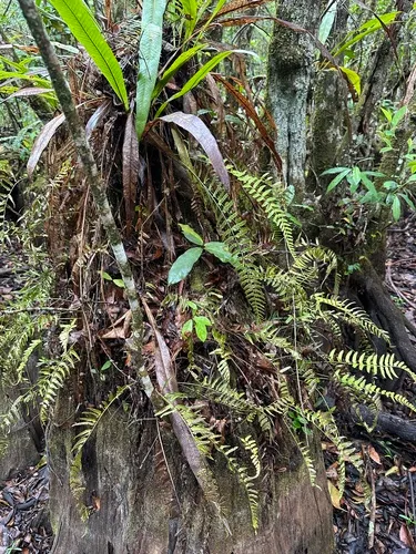 Eared Spleenwort — photo by Adrian Alvarez