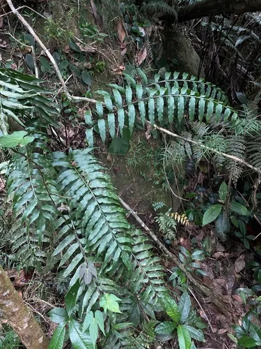 Fee's Spleenwort — photo by Steve Maldonado Silvestrini