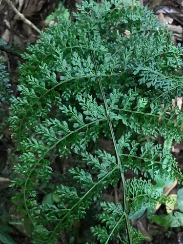 Latin American Spleenwort — photo by Nicolás Baresch Uribe