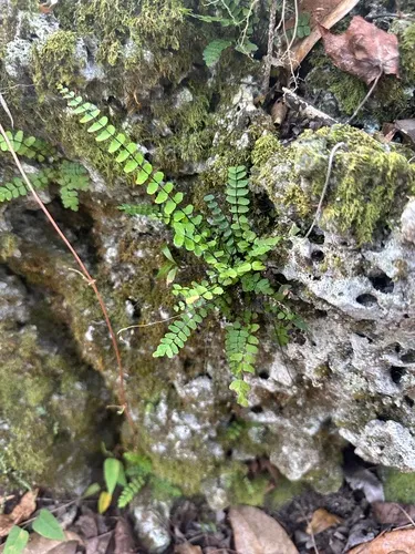 Bicolored Spleenwort