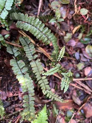Hobdy's Spleenwort — photo by Nikolai Braedt