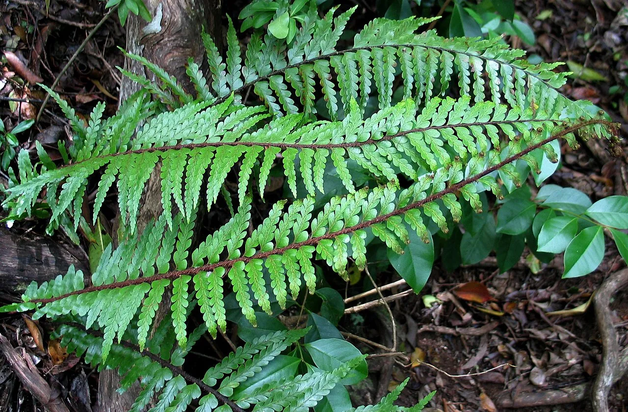 Lacy Spleenwort — photo by David Eickhoff from Pearl City, Hawaii, USA