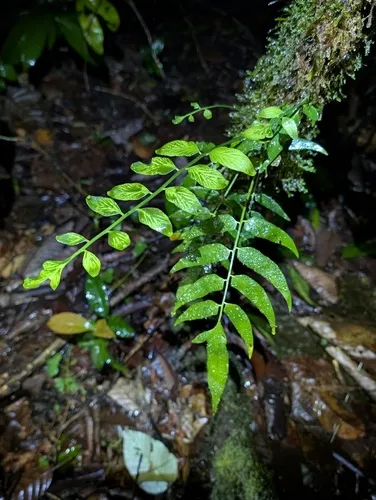 Walnut Spleenwort — photo by Guillaume Léotard