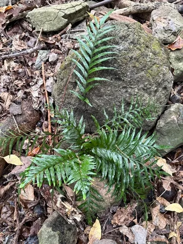 Kaulfuss' Spleenwort — photo by Kyhl Austin