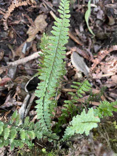 MaCrae's Spleenwort — photo by Lily Stein