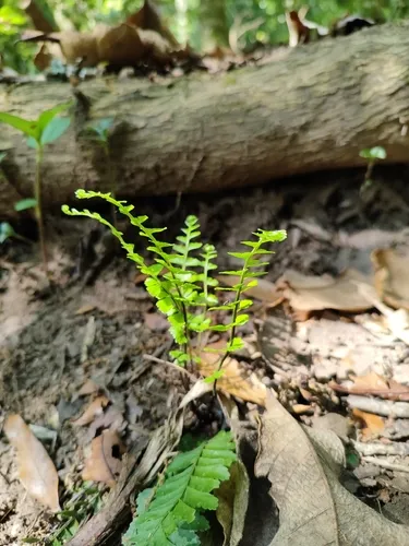 Singlesorus Spleenwort — photo by Andrea Vera