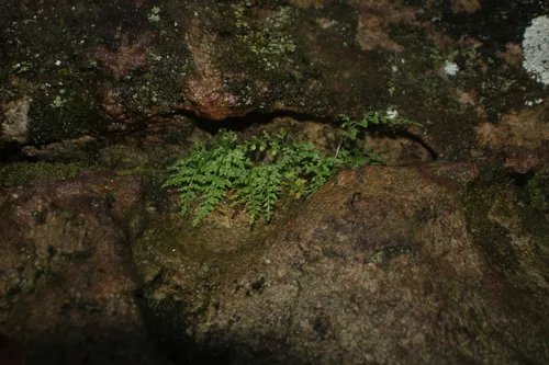 Mountain Spleenwort — photo by Dakota Parish
