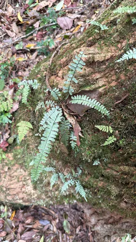 Rainforest Spleenwort — photo by KOFANG
