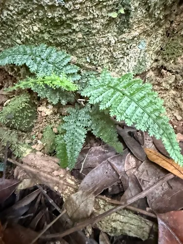 Rockledge Spleenwort — photo by Omar Monzon Carmona