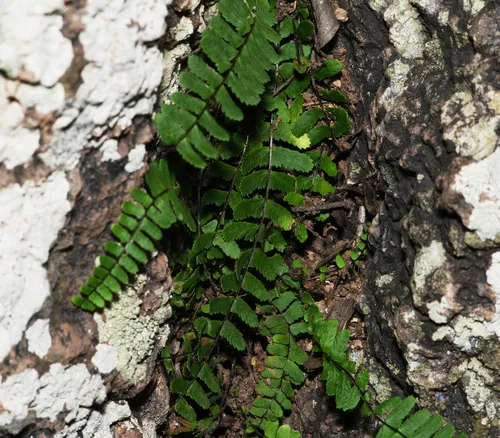 Palmer's Spleenwort — photo by Benjamin Schwartz