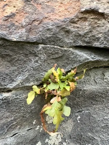 Lobed Spleenwort — photo by Walker Scott