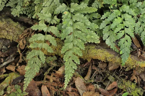 Ruffled Spleenwort — photo by acressler