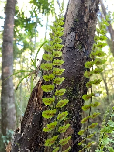 West Indian Spleenwort — photo by vittoor