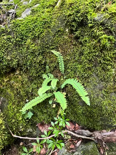 Blackstem Spleenwort