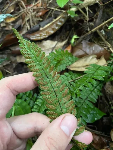 Caribbean Spleenwort — photo by Steve Maldonado Silvestrini