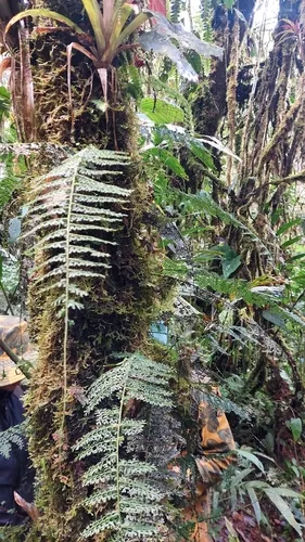 Rue Spleenwort — photo by Ana Maria Benavides