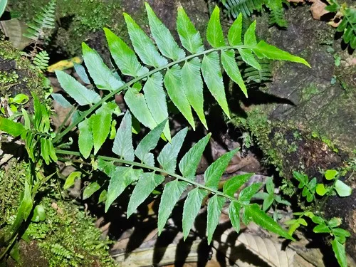 Willowleaf Spleenwort — photo by Guillaume Léotard