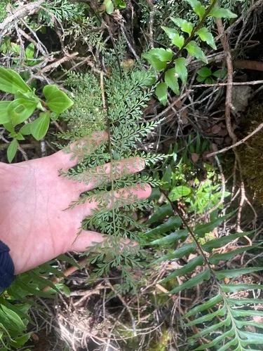 Fringed Spleenwort — photo by emoriarty4