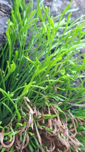 Forked Spleenwort — photo by hkellner