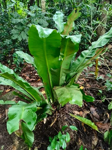 Wild Birdnest Fern