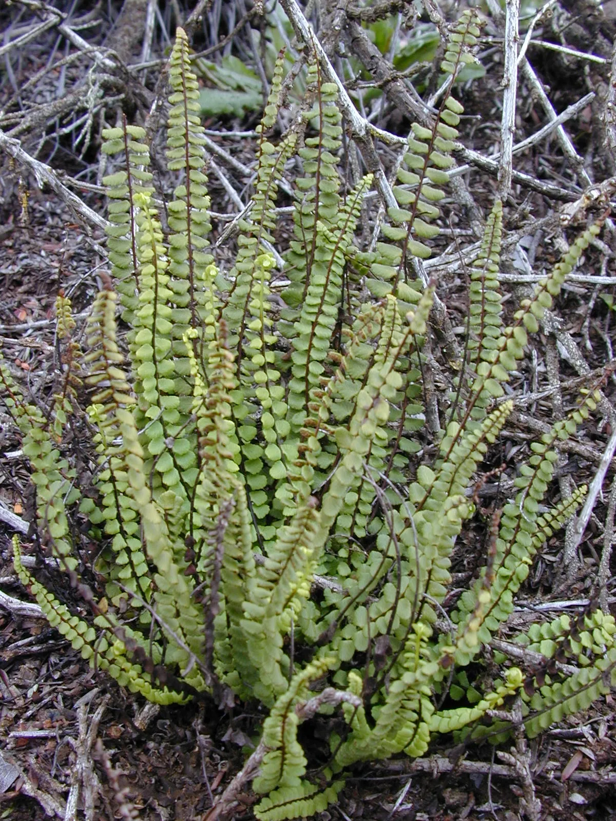 Dense Spleenwort (subsp. densum) — photo by Forest & Kim Starr