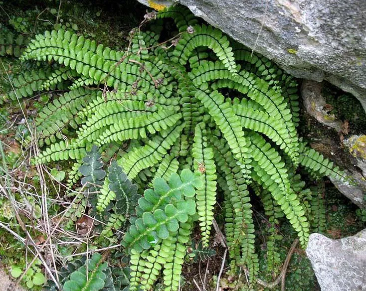 Maidenhair Spleenwort (subsp. quadrivalens) — photo by Juan Bibiloni